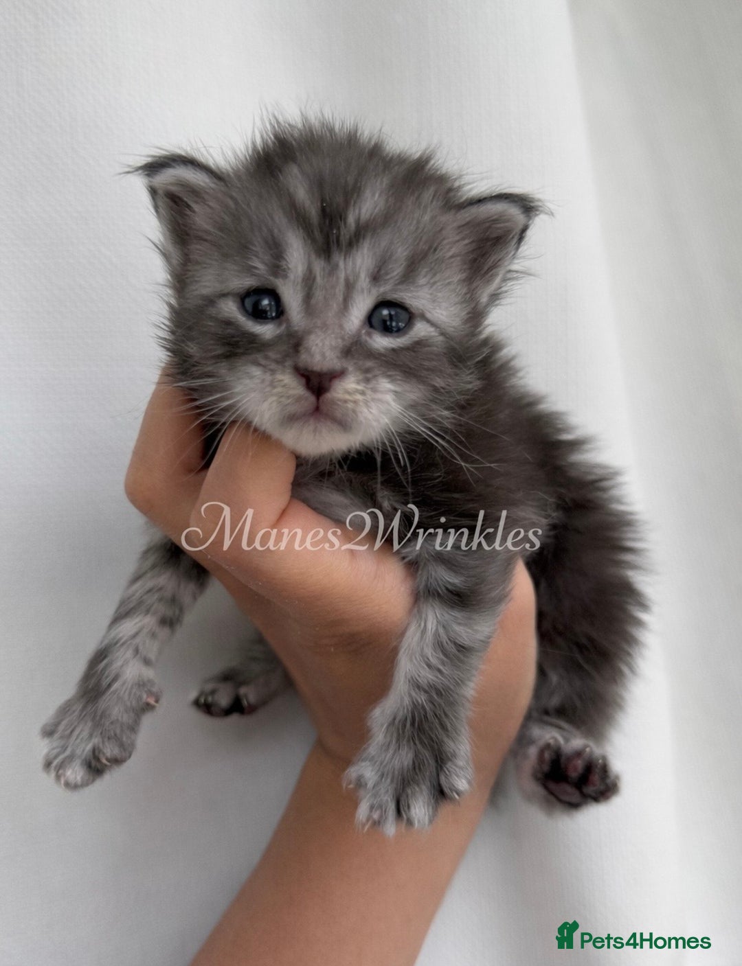 Maine Coon cats for sale: Pure Mainecoons - Advert 2