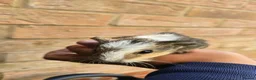Guinea Pig rodents for sale: Baby Guinea.\nPigs - Advert 6