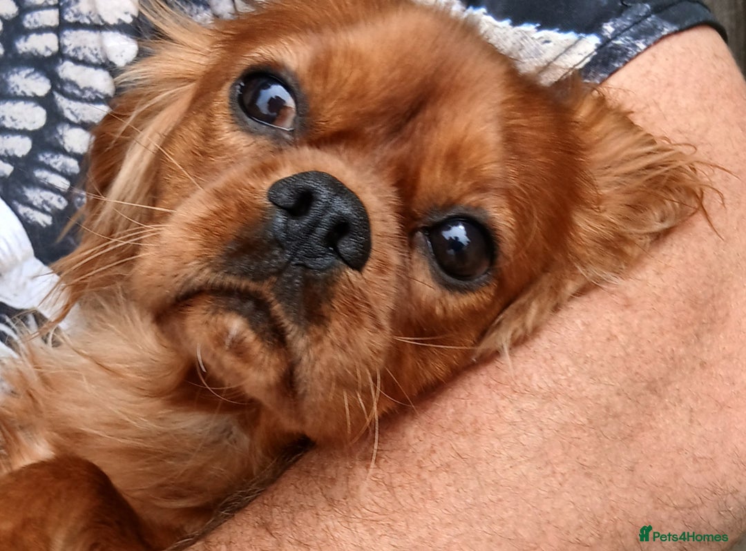 Cavalier King Charles Spaniel dogs for stud: Cavalier KC reg health tested proven stud  - Image 7