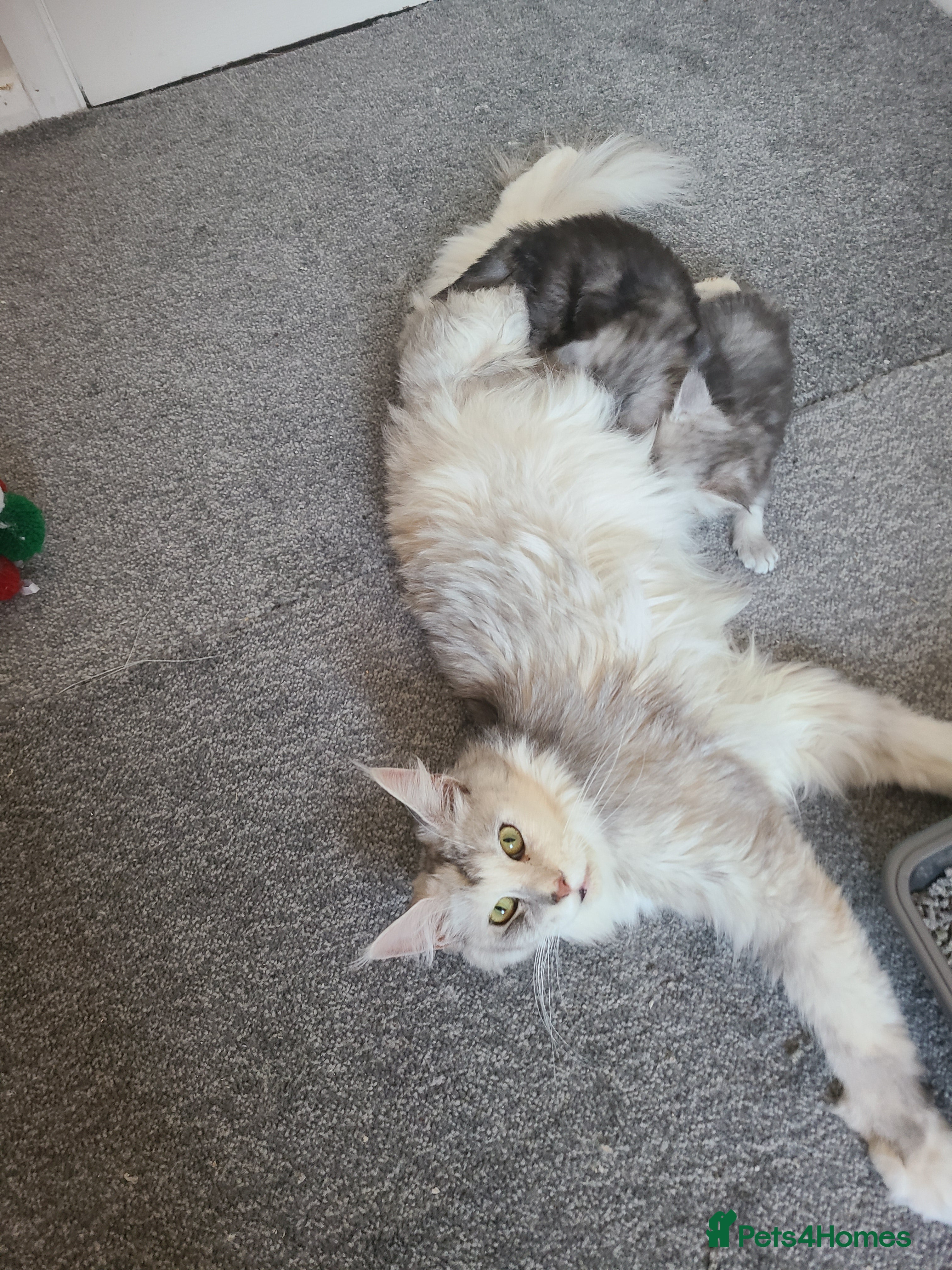 Maine Coon cats Full pedigree maine coon kittens  - Advert 1