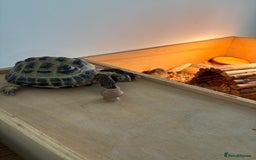 Hermann Tortoise reptiles for sale: Tortoise with table and lamp - Image 6