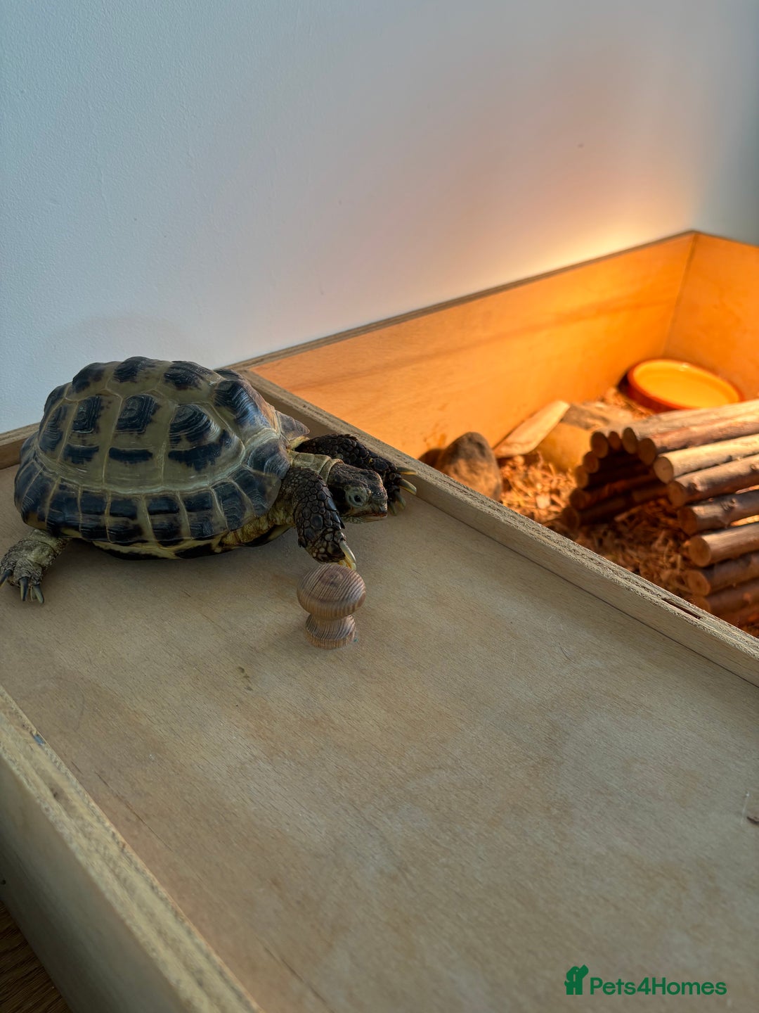 Hermann Tortoise reptiles for sale: Tortoise with table and lamp - Image 6