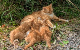 Mixed Breed cats for sale: Two beautiful ginger boys - Image 1