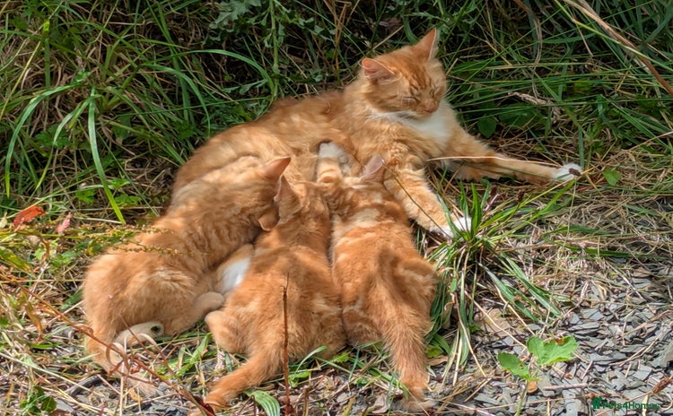 Mixed Breed cats - Advert 11