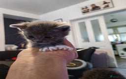British Shorthair cats for sale: British shorthair kittens  - Image 1