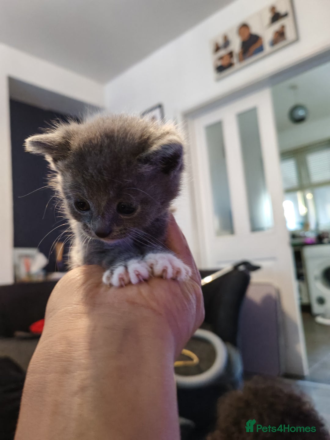 British Shorthair cats for sale: British shorthair kittens  - Image 1