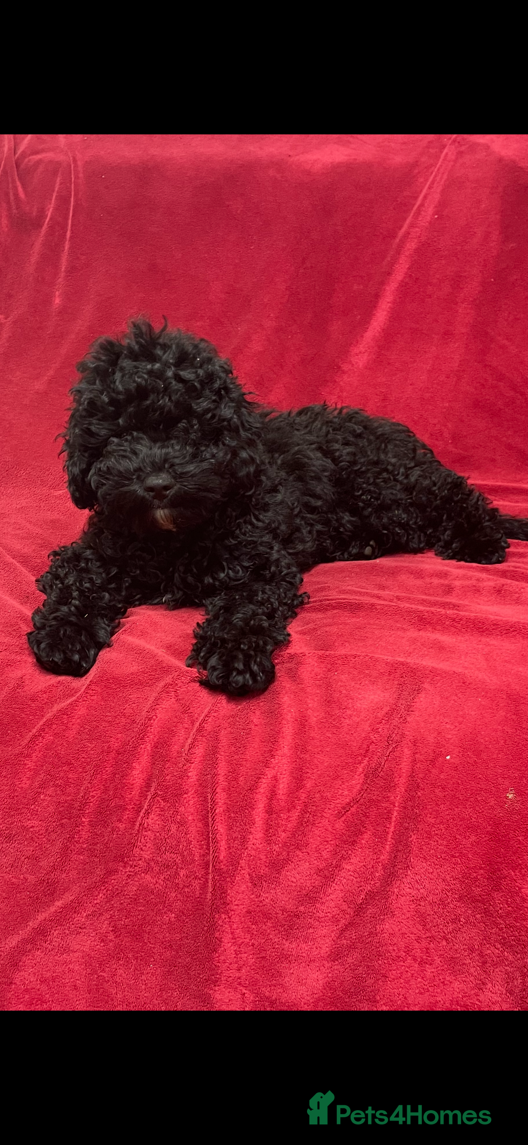 Cavapoo dogs for sale:  5 month Cavapoo puppies for sale - Image 3