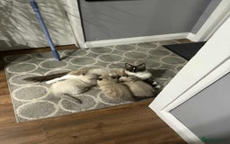 Ragdoll cats for sale: Ragdoll Kittens - Image 6