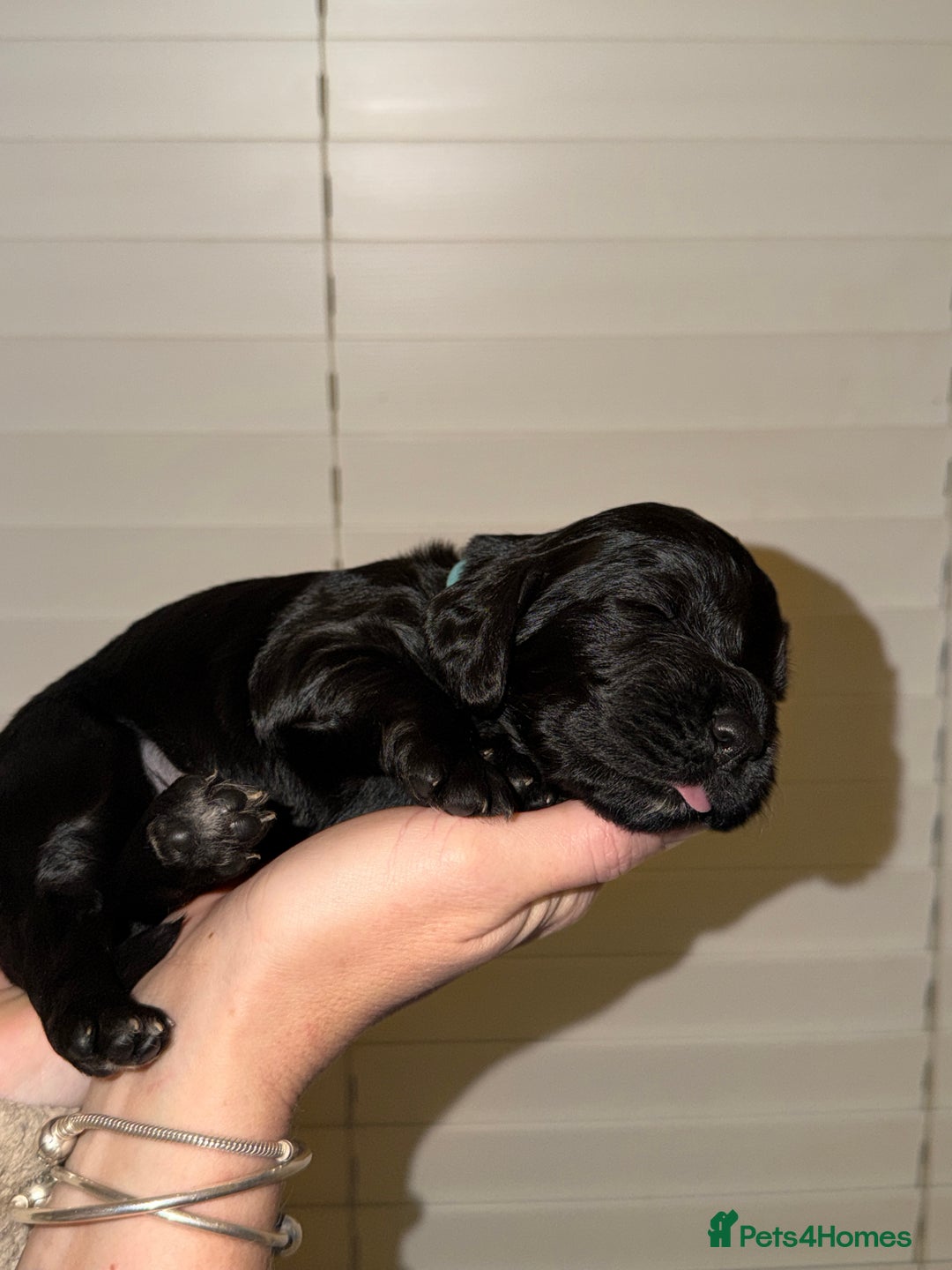 Sprocker dogs for sale: Sprocker pups  - Advert 2