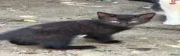 Mixed Breed cats for sale: Kittens looked for new home in Ashford - Advert 4