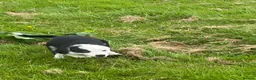 Border Collie dogs for sale: Beautiful border collie bitch pup  in Strathaven - Advert 3