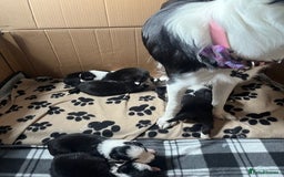 Border Collie dogs for sale: Border Collie Puppies - Image 25