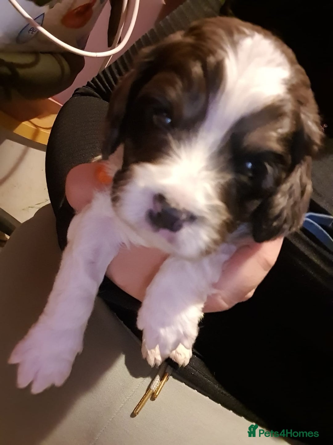 Cavapoo dogs for sale: Extensively health tested stunning cavapoo’s - Image 12