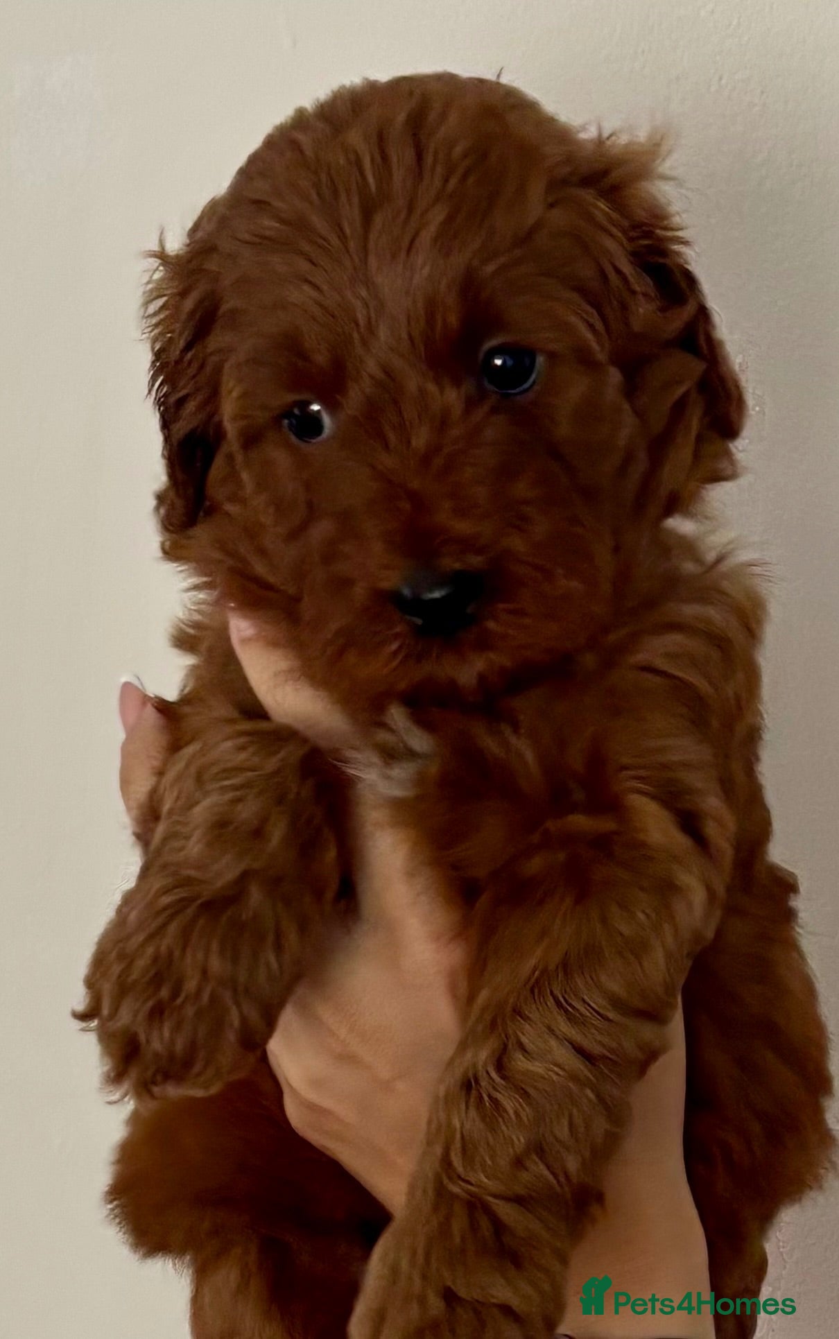 Australian Labradoodle dogs Australian Mini Double Doodle Multigen puppies. - Advert 4