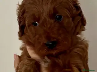 Australian Labradoodle dogs Australian Mini Double Doodle Multigen puppies. - Advert 4