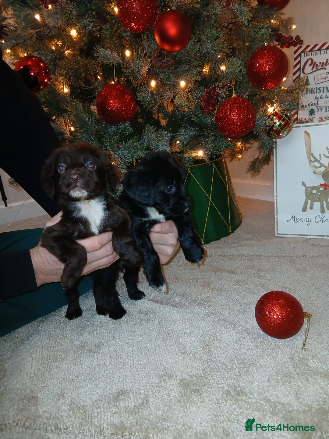 Cocker Spaniel dogs for sale: 2 beautiful cocker spaniel pups ready now - Advert 5