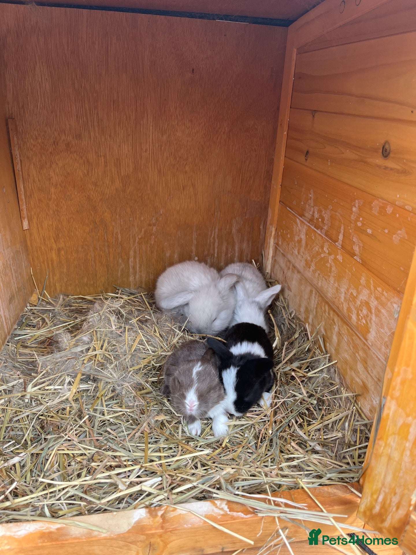Mini Lop rabbits Early Summer 2026 - Advert 2