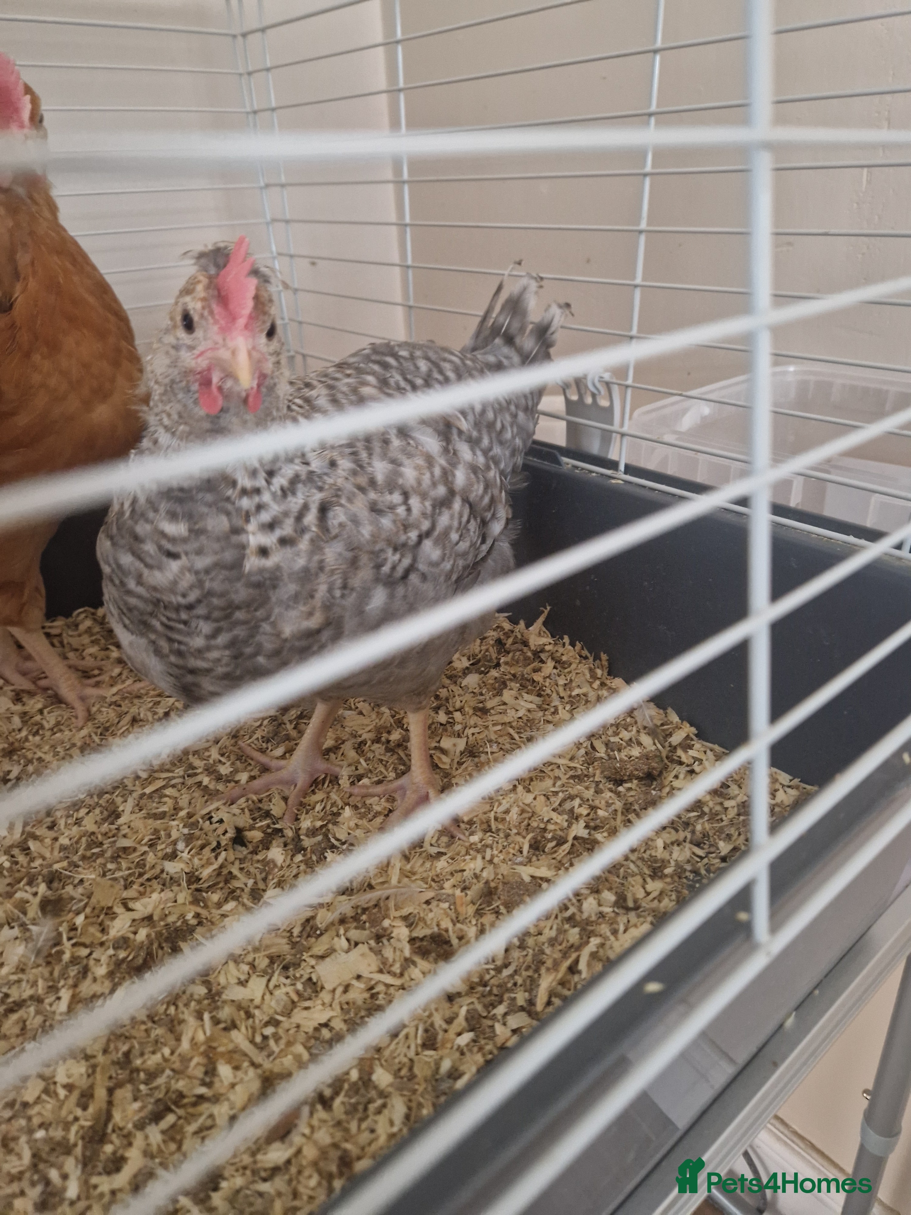 Chickens poultry 8 week old cockeral - Advert 6