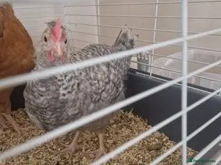 Chickens poultry 8 week old cockeral - Advert 6