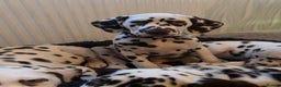 Dalmatian dogs for sale: This is an all liver litter of Dalmatian puppies - Advert 8
