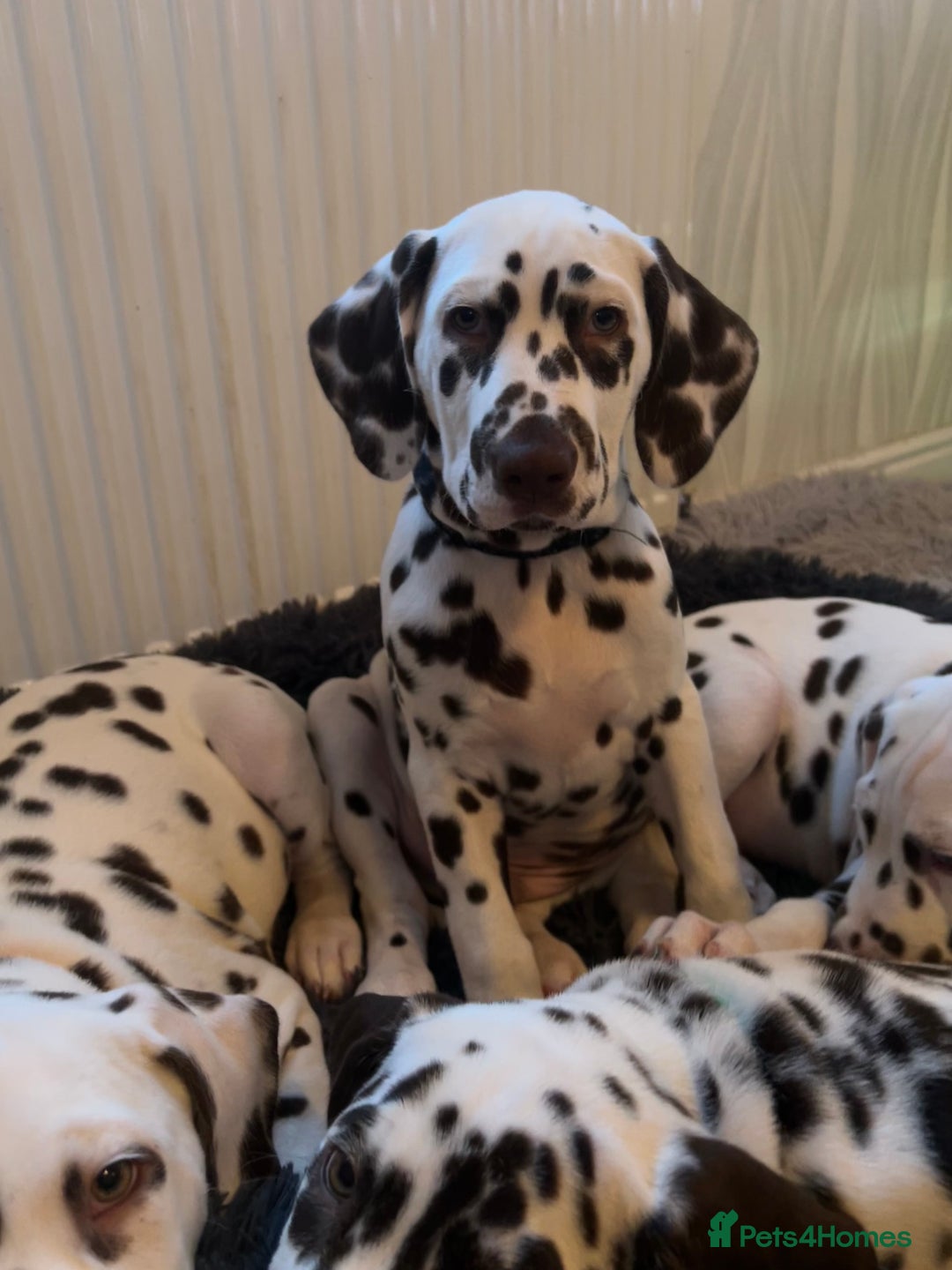 Dalmatian dogs for sale: This is an all liver litter of Dalmatian puppies - Advert 8