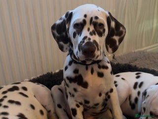 Dalmatian dogs This is an all liver litter of Dalmatian puppies - Advert 13