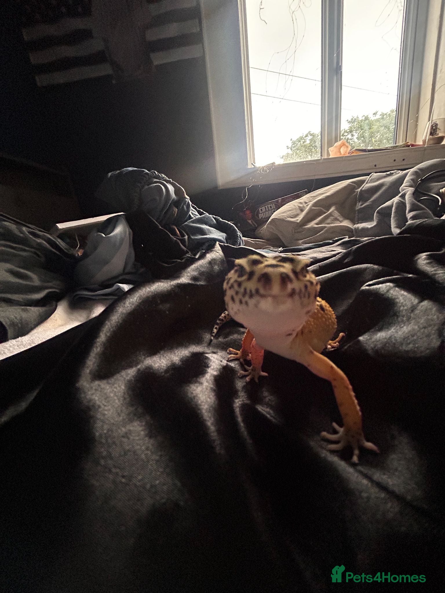 Leopard Gecko reptiles apollo the gecko + tank and items inside tank - Advert 1