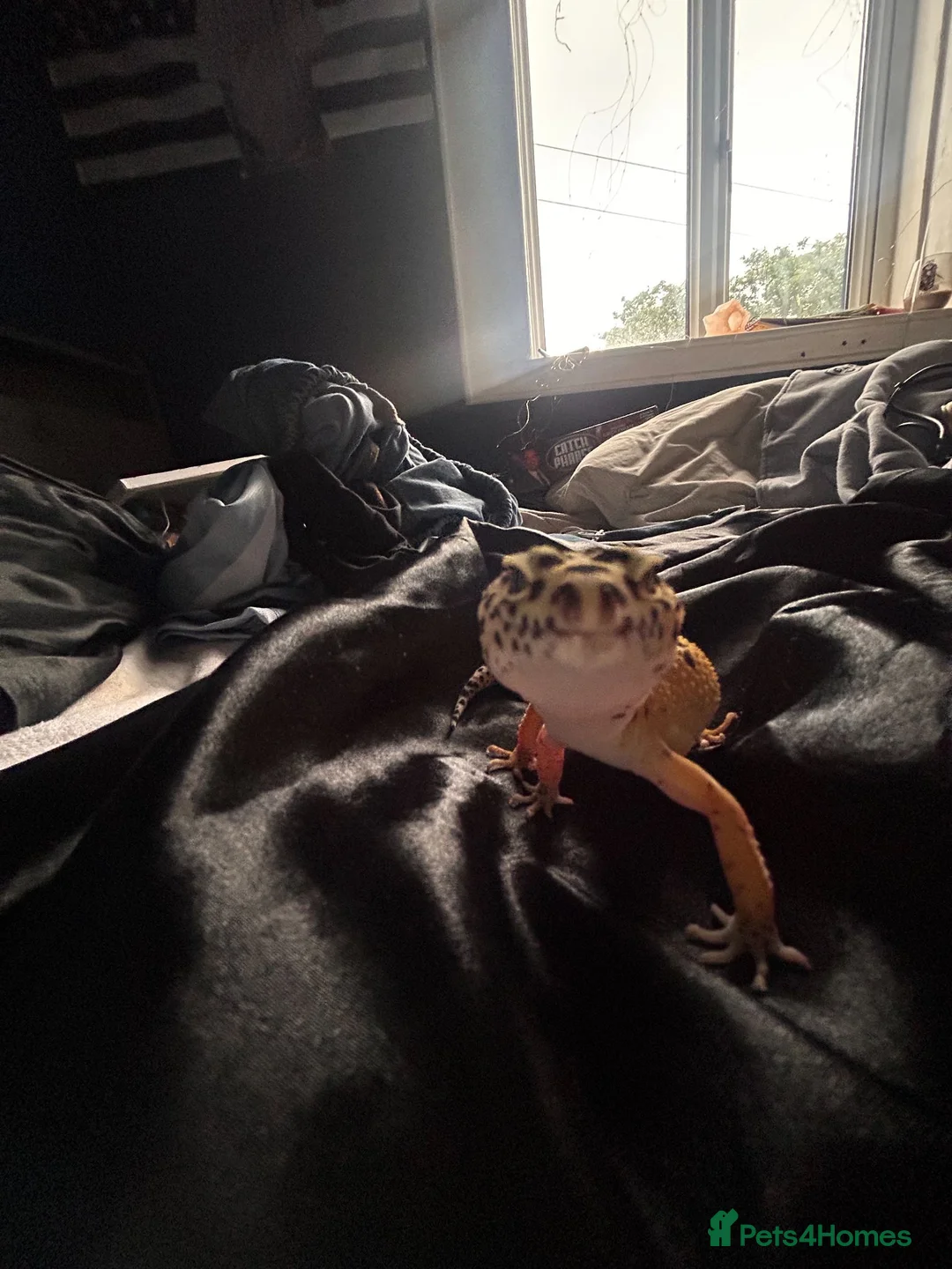 Leopard Gecko reptiles for sale: apollo the gecko + tank and items inside tank in Blackwood - Advert 1