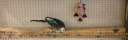 Budgerigars birds for sale: Young female budgies for sale  - Advert 4