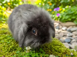Mini Lop rabbits Beautiful mini lop baby rabbits - Advert 1