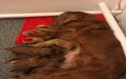 Cavapoo dogs for sale:  Cavapoo F1 Red Boys , Visits start this weekend  - Image 13