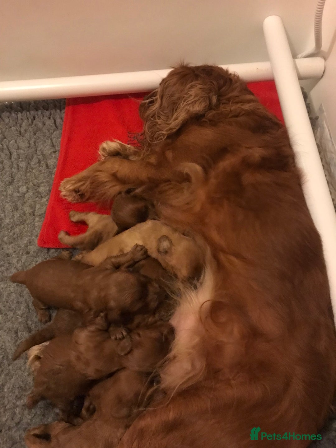 Cavapoo dogs for sale:  Cavapoo F1 Red Boys , Visits start this weekend  - Image 13