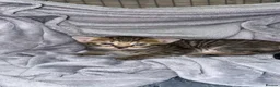 Mixed Breed cats for sale: 4 tabby kittens  in Leeds - Advert 8