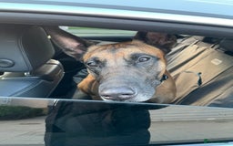 Belgian Shepherd Dog dogs for sale: Belgian Malinois, 4, Loving Home Only.  in Houghton le Spring - Image 4