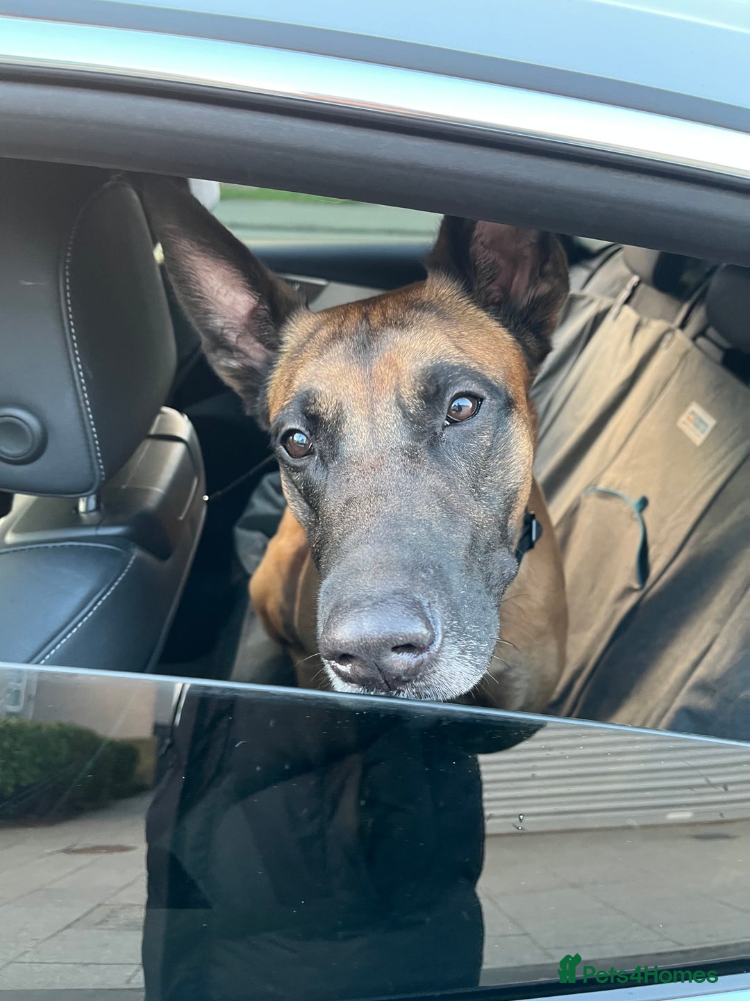 Belgian Shepherd Dog dogs for sale: Belgian Malinois, 4, Loving Home Only.  in Houghton le Spring - Image 4