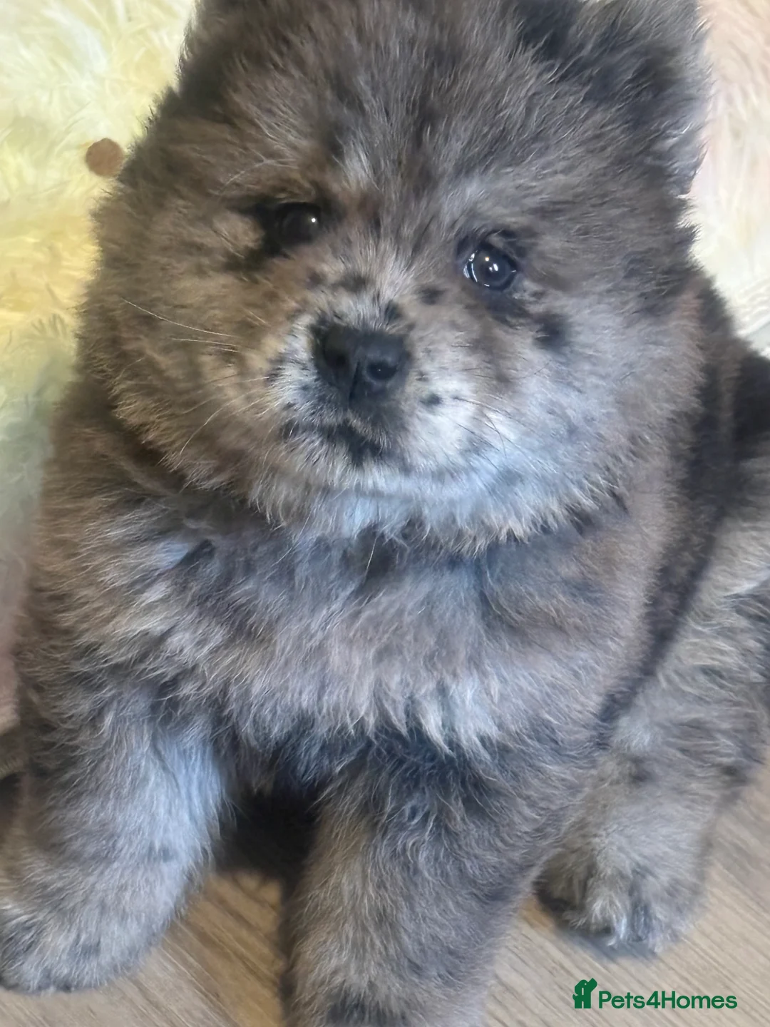 Chow Chow dogs for sale: Last lilac Merle male and female chow chow puppy - Advert 2
