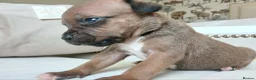 Staffordshire Bull Terrier dogs for sale: 6 beauitful pups looking for there 5 star homes  - Advert 10