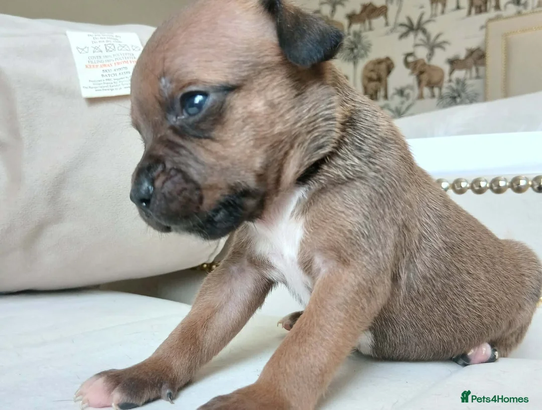 Staffordshire Bull Terrier dogs for sale: 6 beauitful pups looking for there 5 star homes  - Advert 10