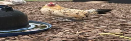 Chickens poultry for sale: 2x Pairs of Lemon Millefluer Sablepoot Bantams - Advert 1