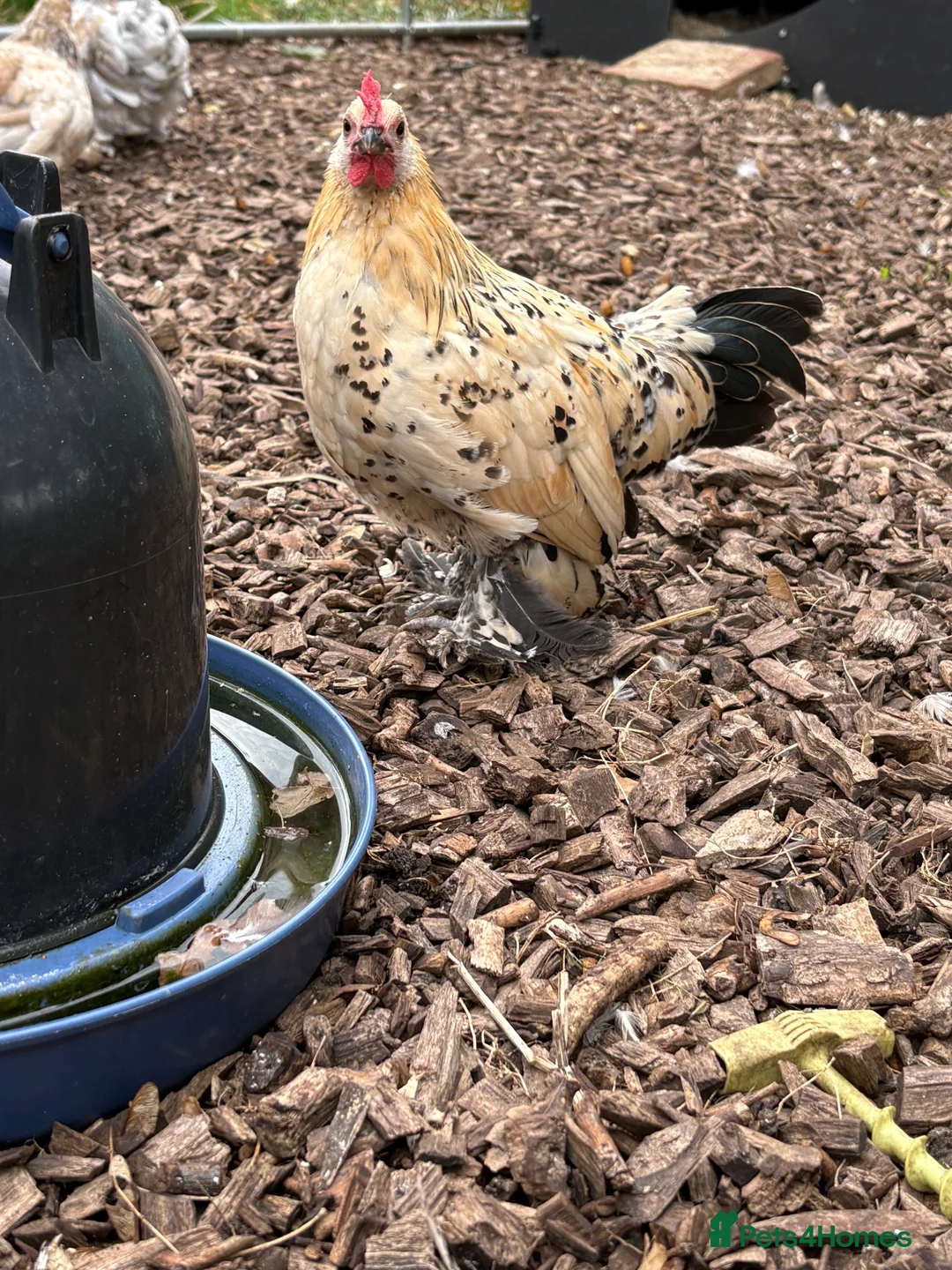 Chickens poultry for sale: 2x Pairs of Lemon Millefluer Sablepoot Bantams - Advert 1