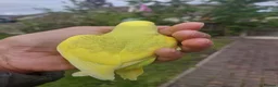 Budgerigars birds for sale: Hand reared super tame budgie  - Advert 15