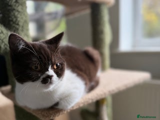 British Shorthair cats BSH GCCF Active Registered champion lines - Advert 10