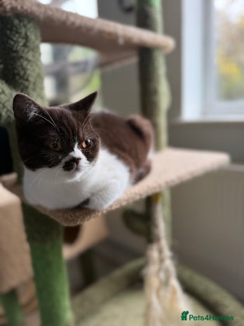 British Shorthair cats - Advert 7