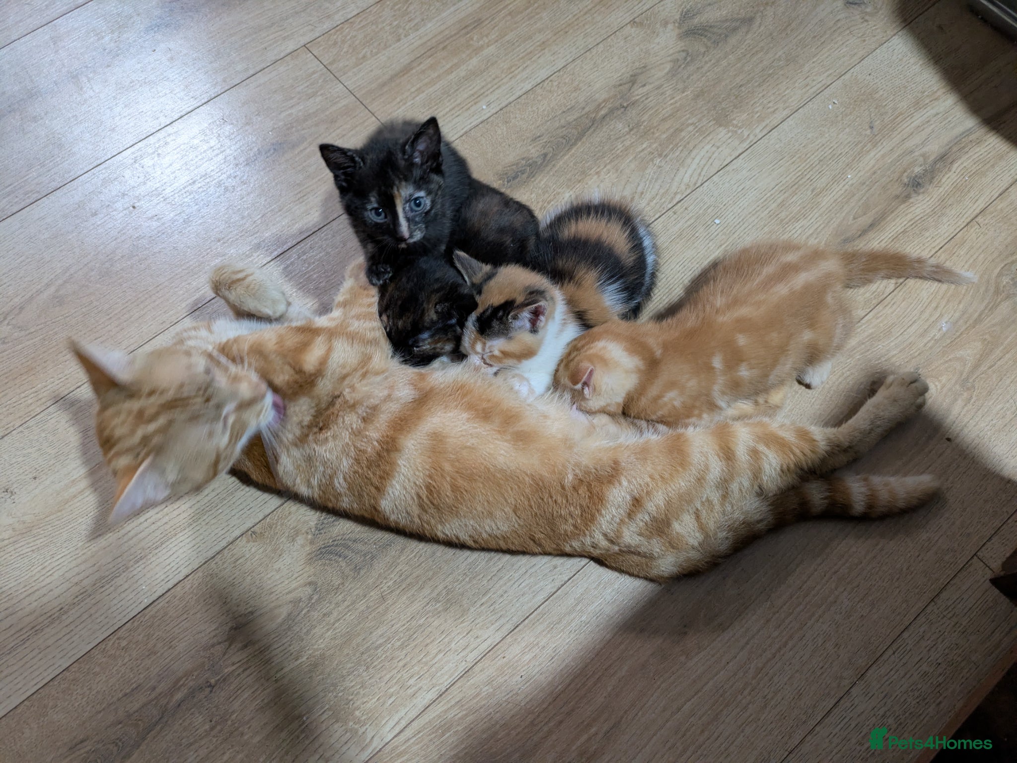 Mixed Breed cats for sale: Adorable kittens  - Advert 1