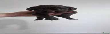 Sprocker Puppy 3