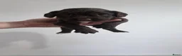 Sprocker dogs for sale: Sprocker puppies in Fraserburgh - Advert 6