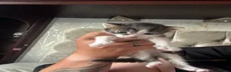 Mixed Breed cats for sale: Gorgeous Russian Blue X Norwegian Forrest kittens - Advert 11