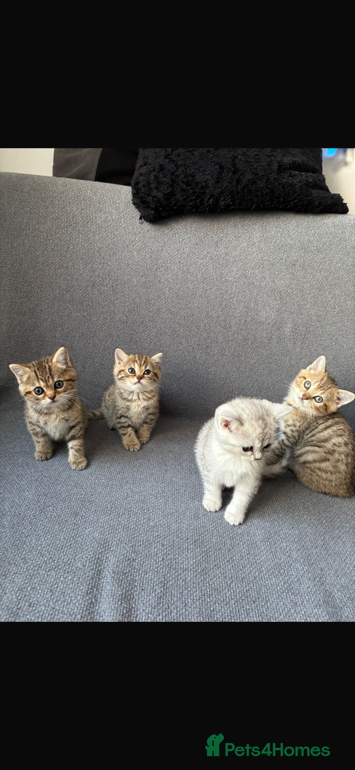 British Shorthair cats Cute and Playful Kittens for Sale - Advert 2