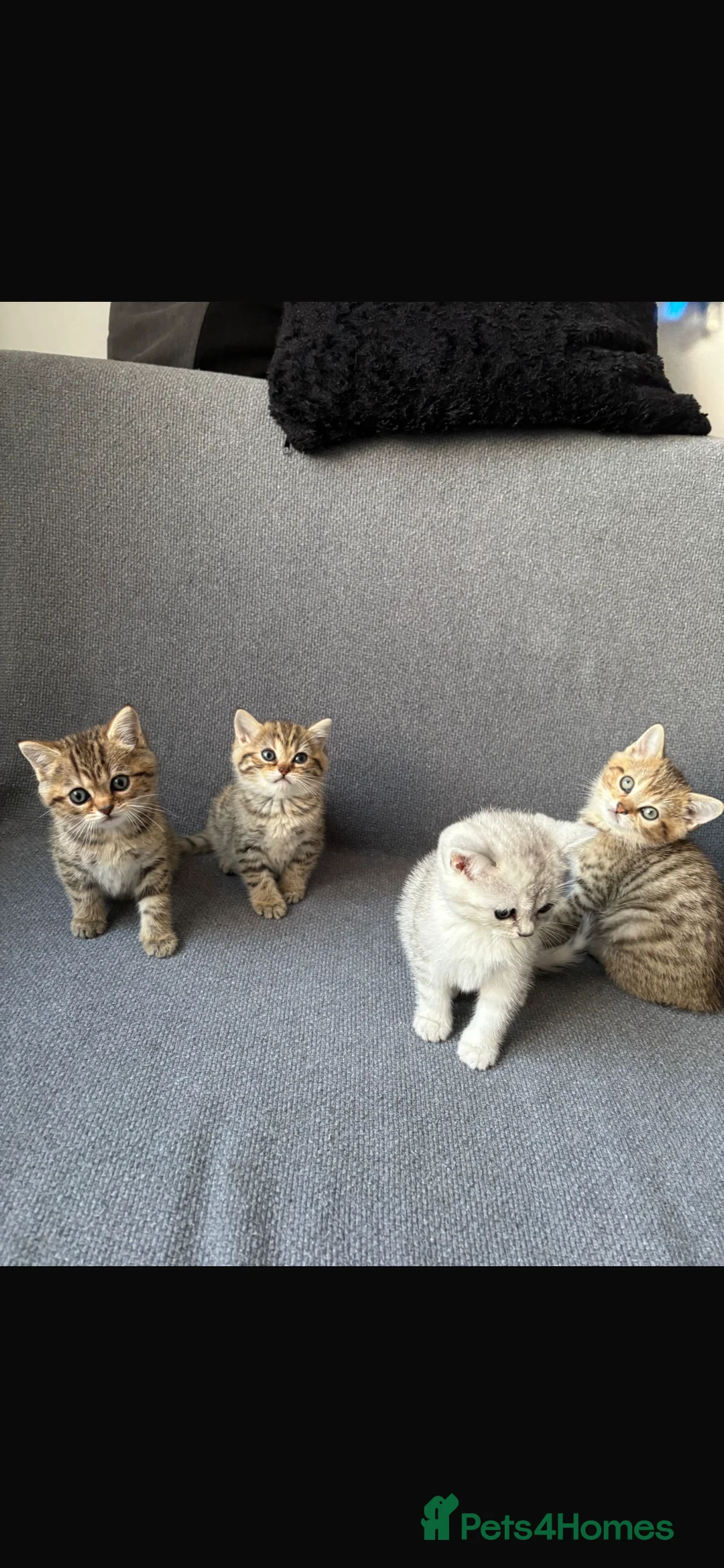 British Shorthair cats for sale: Cute and Playful Kittens for Sale in Southampton - Advert 2