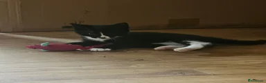 Mixed Breed 4